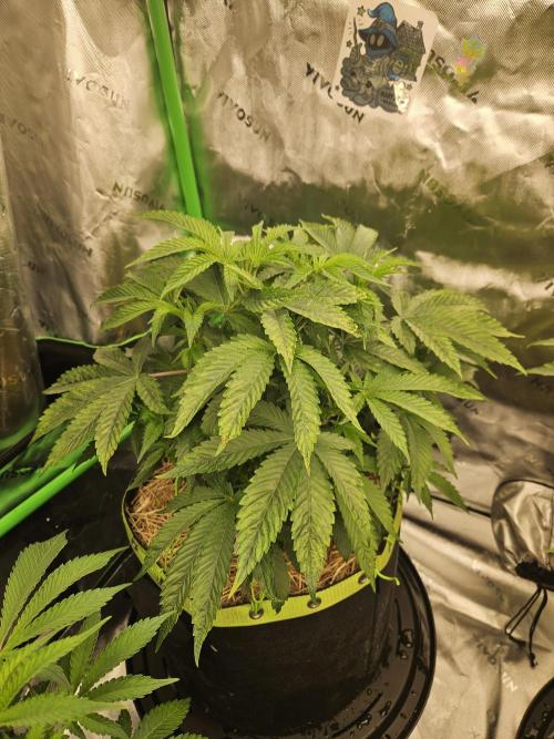 Gas Gimlet - Wizard Trees #3. Week 7