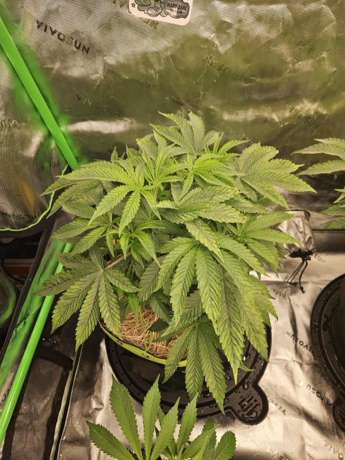 Gas Gimlet - Wizard Trees #3. Week 7