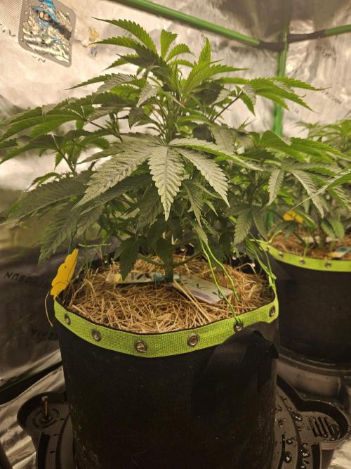 Gas Gimlet - Wizard Trees #3. Week 7