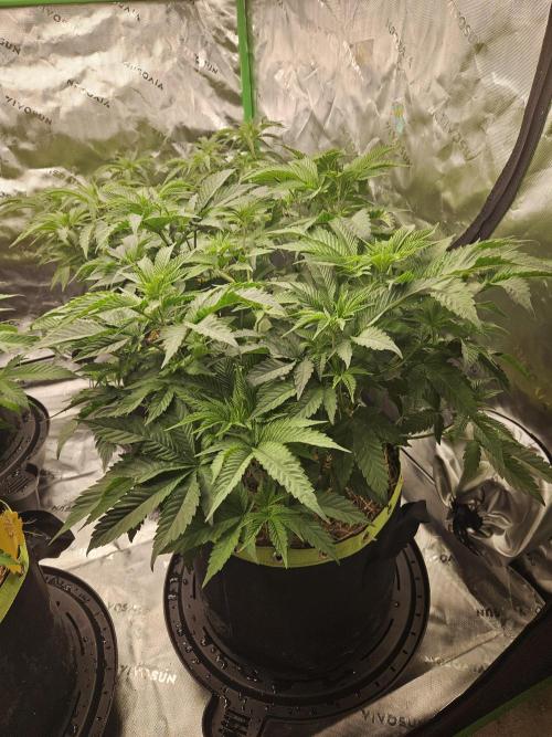 Chicken n' Wafflez. Week 7