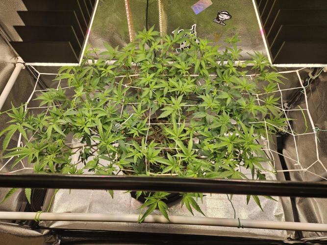 Slushberry Mintz - Outdoor vs Indoor. Week 13