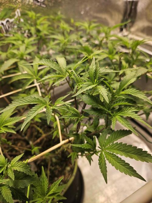 Slushberry Mintz - Outdoor vs Indoor. Week 13