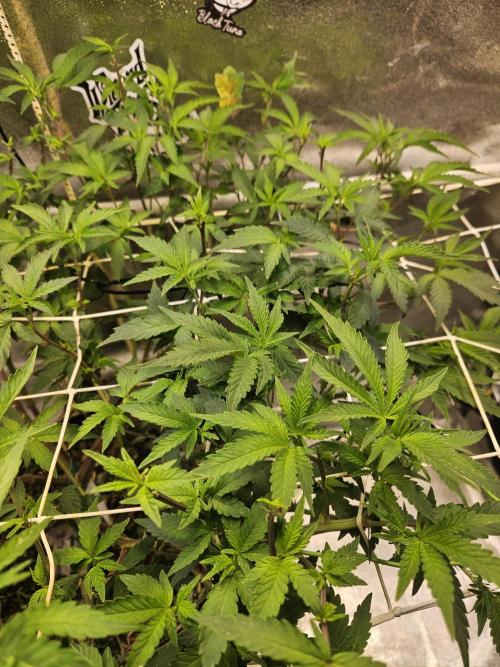 Slushberry Mintz - Outdoor vs Indoor. Week 13