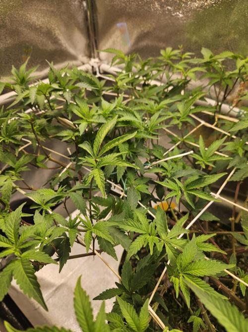 Slushberry Mintz - Outdoor vs Indoor. Week 13