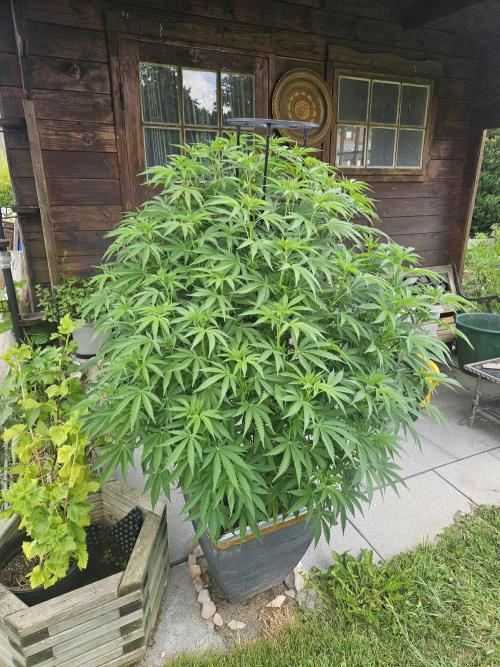 Slushberry Mintz - Outdoor vs Indoor. Week 13