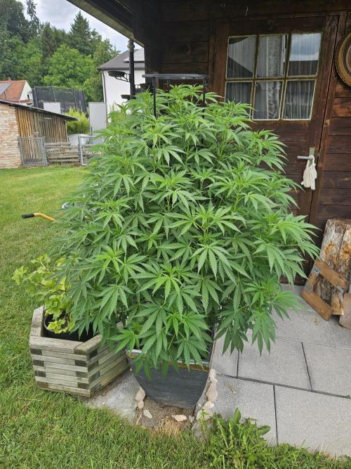 Slushberry Mintz - Outdoor vs Indoor. Week 13