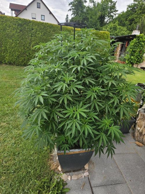 Slushberry Mintz - Outdoor vs Indoor. Week 13