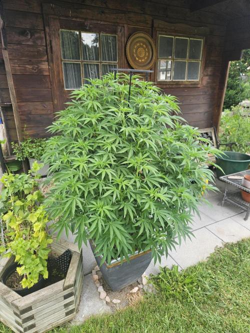 Slushberry Mintz - Outdoor vs Indoor. Week 13