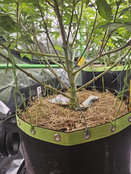 Geist Grow – Geist Grow OG S1. Week 8