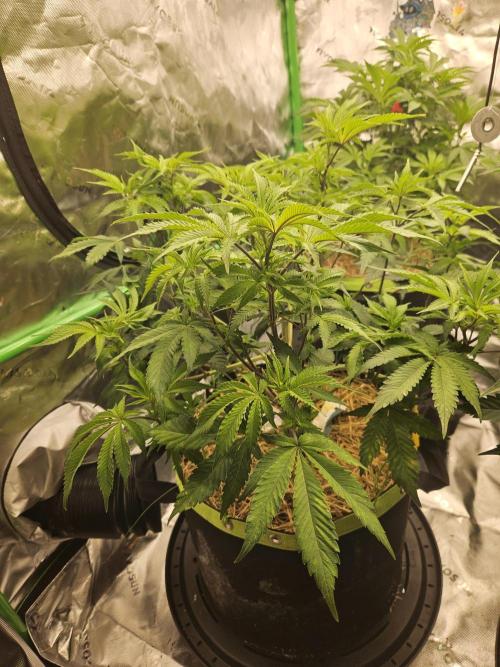 Geist Grow – Geist Grow OG S1. Week 8