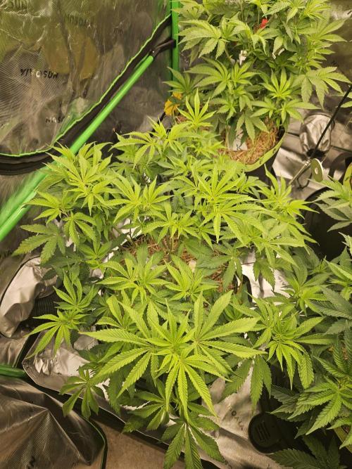 Geist Grow – Geist Grow OG S1. Week 8