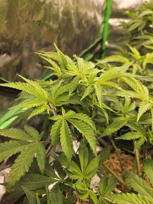 Geist Grow – Geist Grow OG S1. Week 8