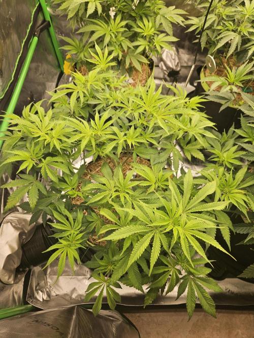 Geist Grow – Geist Grow OG S1. Week 8