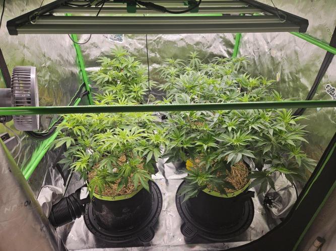 Zoapz 34 - HnnyHmp. Week 8