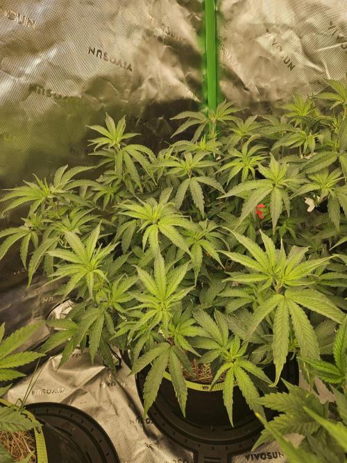 Zoapz 34 - HnnyHmp. Week 8