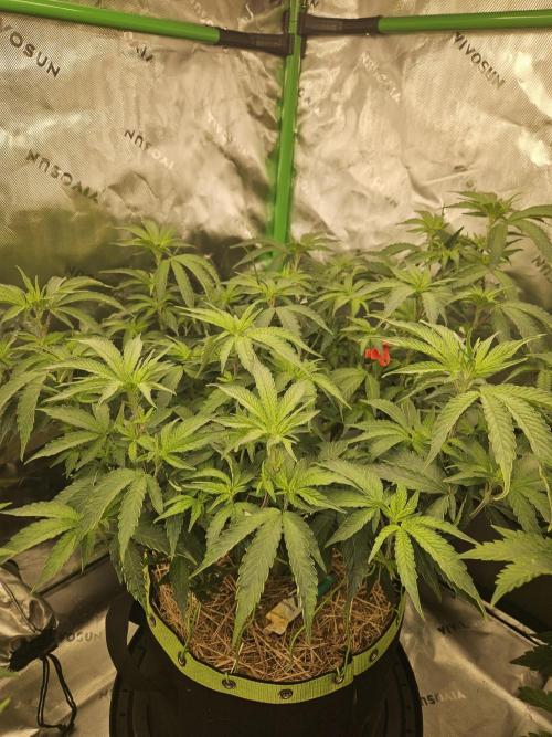 Zoapz 34 - HnnyHmp. Week 8