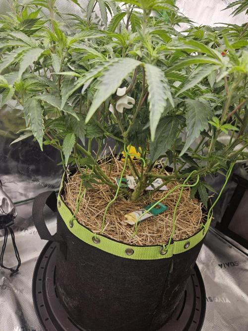 Zoapz 34 - HnnyHmp. Week 8
