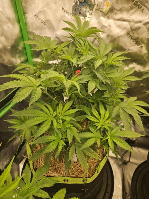 Gas Gimlet - Wizard Trees #3. Week 8