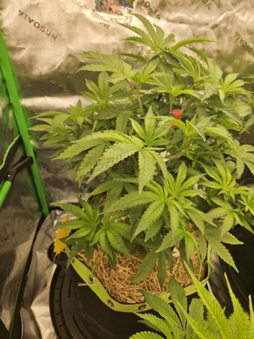 Gas Gimlet - Wizard Trees #3. Week 8