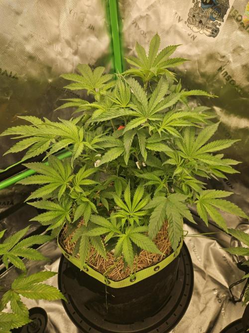 Gas Gimlet - Wizard Trees #3. Week 8