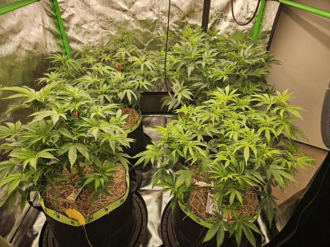 Gas Gimlet. Week 8
