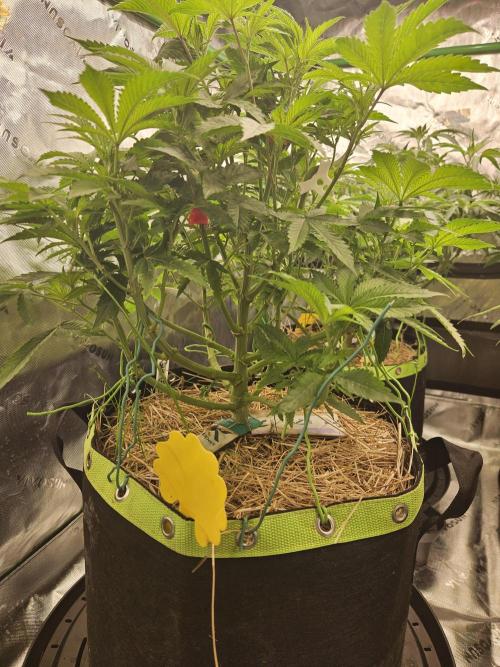 Gas Gimlet - Wizard Trees #3. Week 8