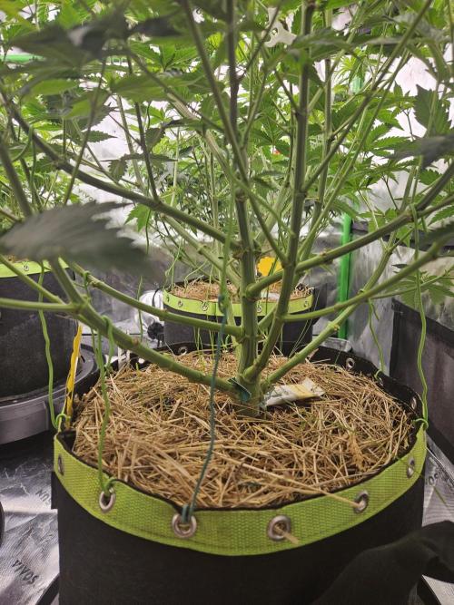 Chicken n' Wafflez. Week 8