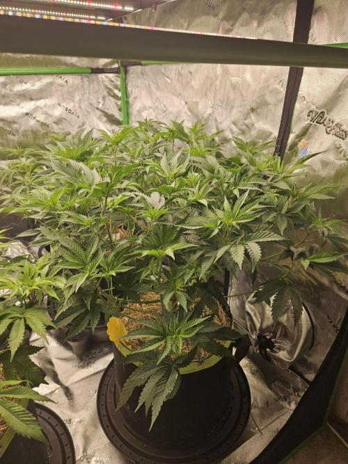 Chicken n' Wafflez. Week 8