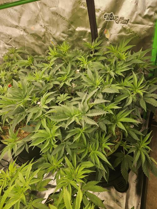 Chicken n' Wafflez. Week 8