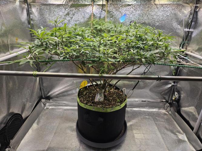Slushberry Mintz - Outdoor vs Indoor. Week 14