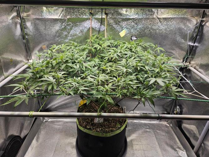 Slushberry Mintz - Outdoor vs Indoor. Week 14