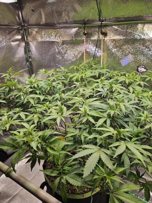 Slushberry Mintz - Outdoor vs Indoor. Week 14