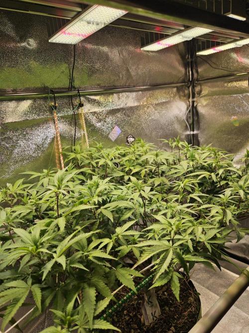 Slushberry Mintz - Outdoor vs Indoor. Week 14