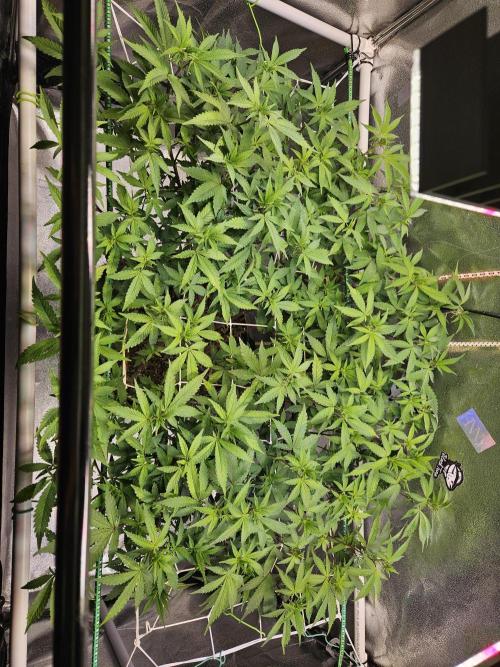Slushberry Mintz - Outdoor vs Indoor. Week 14