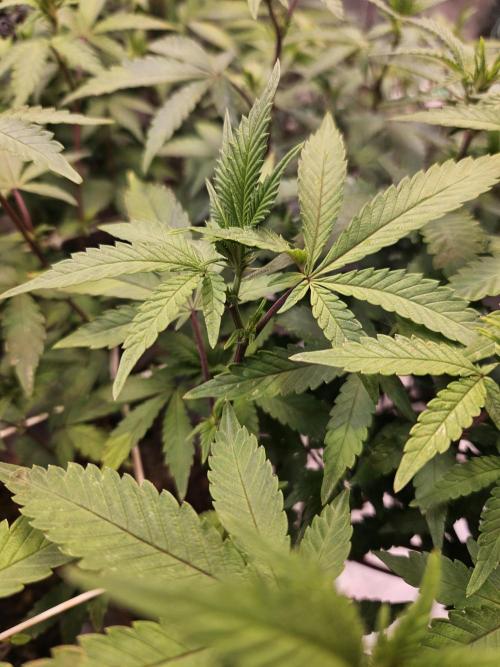 Slushberry Mintz - Outdoor vs Indoor. Week 14