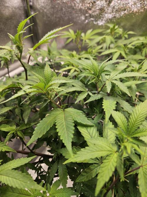 Slushberry Mintz - Outdoor vs Indoor. Week 14