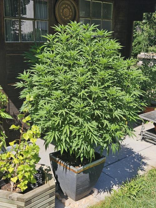 Slushberry Mintz - Outdoor vs Indoor. Week 14