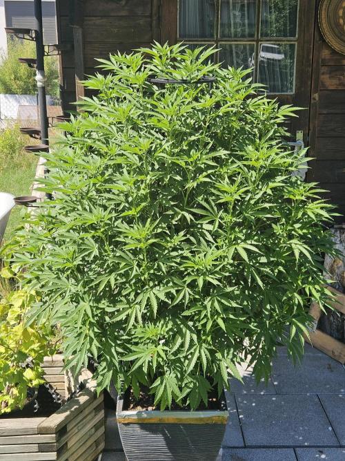 Slushberry Mintz - Outdoor vs Indoor. Week 14