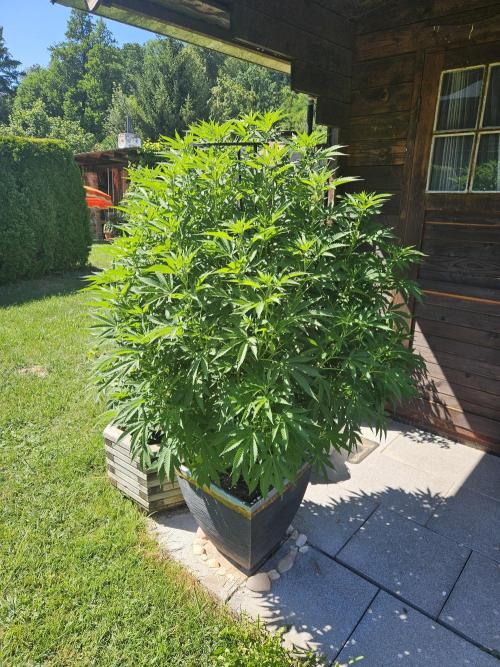 Slushberry Mintz - Outdoor vs Indoor. Week 14