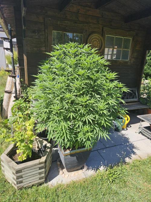 Slushberry Mintz - Outdoor vs Indoor. Week 14