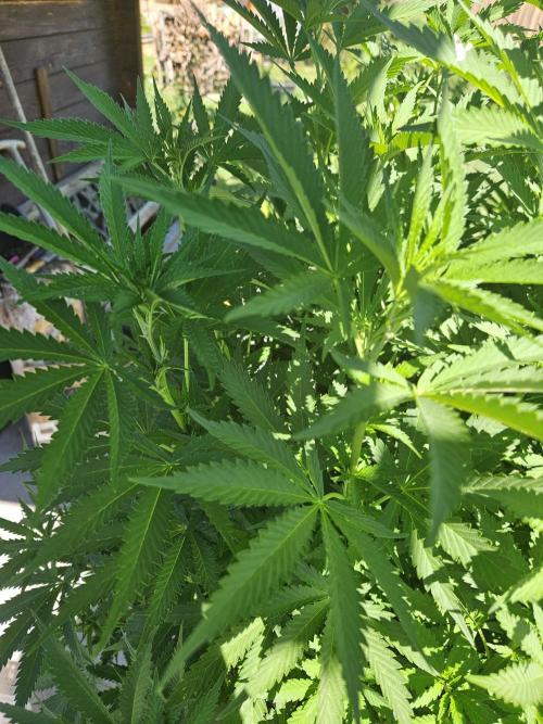 Slushberry Mintz - Outdoor vs Indoor. Week 14