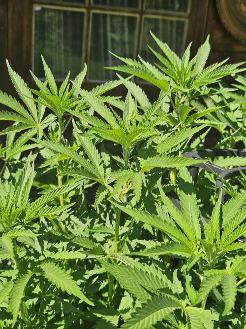 Slushberry Mintz - Outdoor vs Indoor. Week 14