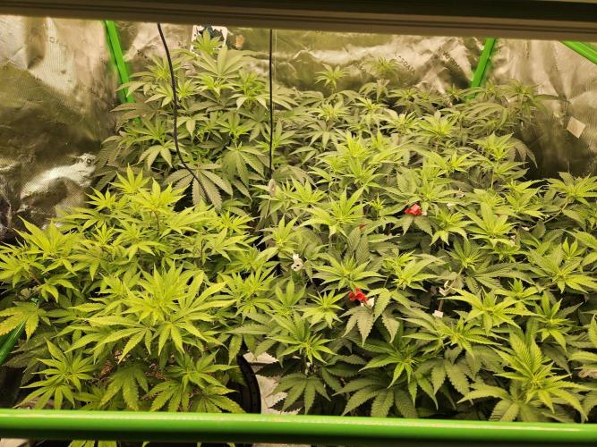 Geist Grow – Geist Grow OG S1. Week 9