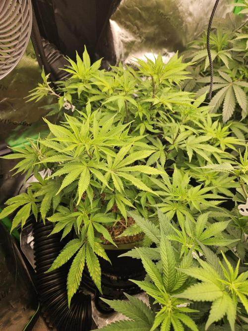 Geist Grow – Geist Grow OG S1. Week 9