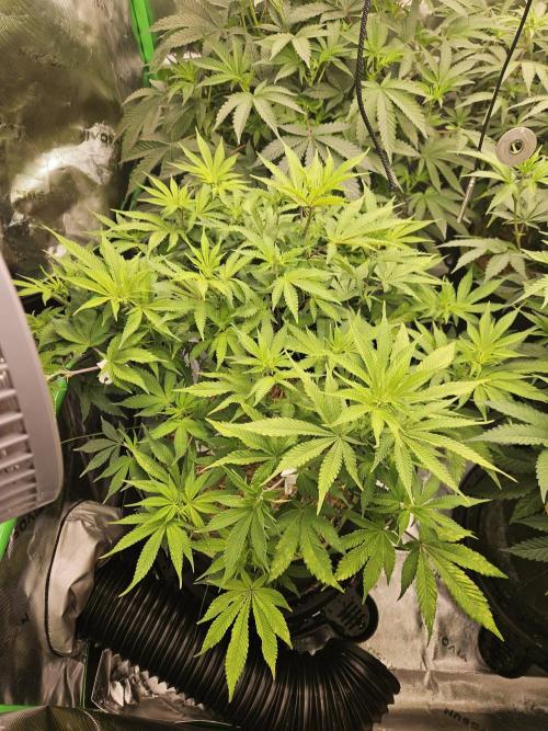 Geist Grow – Geist Grow OG S1. Week 9
