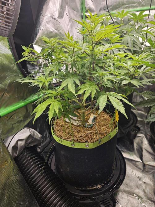 Geist Grow – Geist Grow OG S1. Week 9