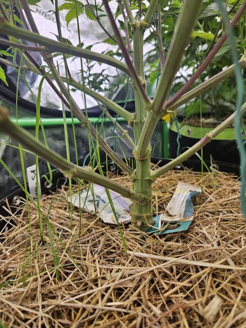 Geist Grow – Geist Grow OG S1. Week 9