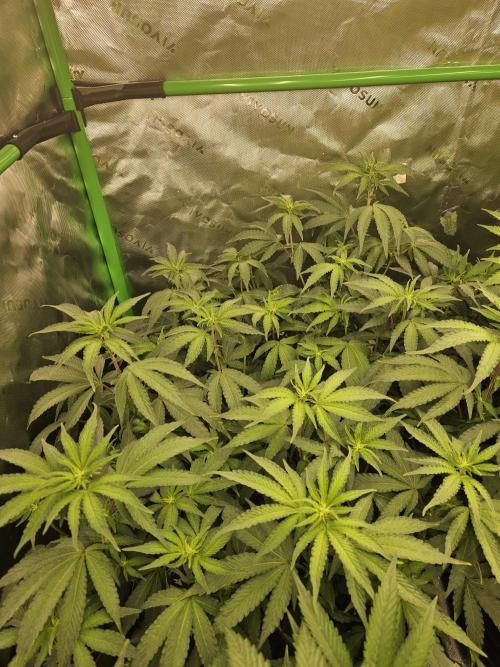 Zoapz 34 - HnnyHmp. Week 9