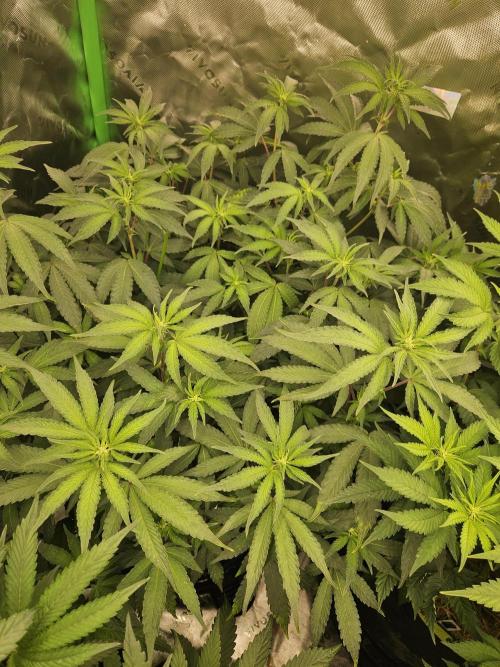 Zoapz 34 - HnnyHmp. Week 9