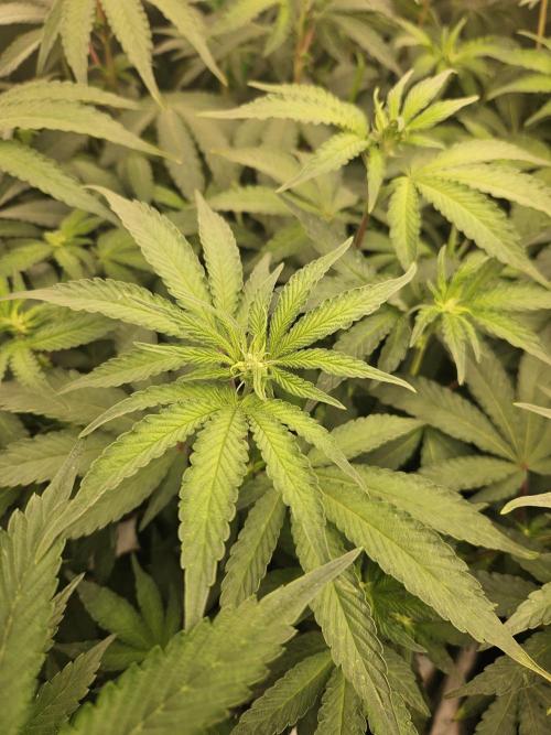 Zoapz 34 - HnnyHmp. Week 9